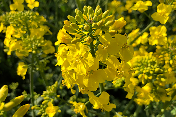 Rapsblomst